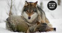 Victory for Norway's endangered wolves