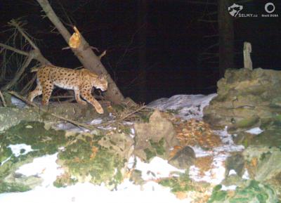 The report on the restoration of guiding vegetation in the Jablunkov migration corridor and the outcomes of the lynx telemetry monitoring in the Beskydy Mountains