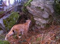 RESEARCH REVEALS A HIGH TURNOVER AND LOW SURVIVAL RATE OF LYNX IN THE WESTERN CARPATHIANS