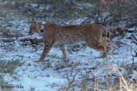 Telemetric monitoring of five lynx in the Beskydy Mountains