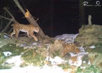 Outcomes of the lynx telemetry monitoring in the Beskydy Mountains