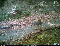 Young wolves spotted in the Czech Beskydy Mountains for the first time this spring