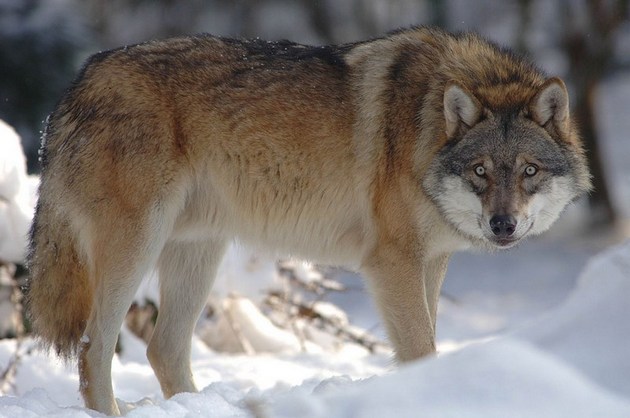 Grey Wolves Are Carnivores Grey Wolves Are Carnivores