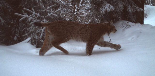 lynx_trail_camera