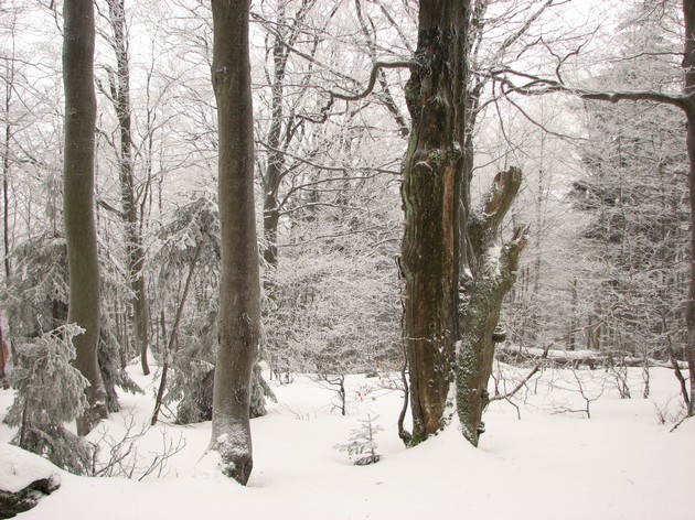 Javorníky forests