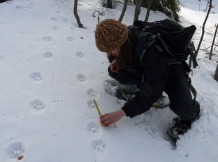 A volunteer documenting tracks of two lynx