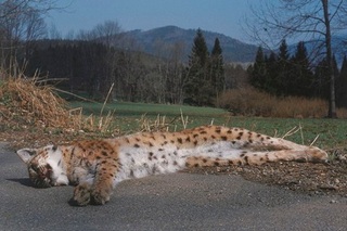 Road kill