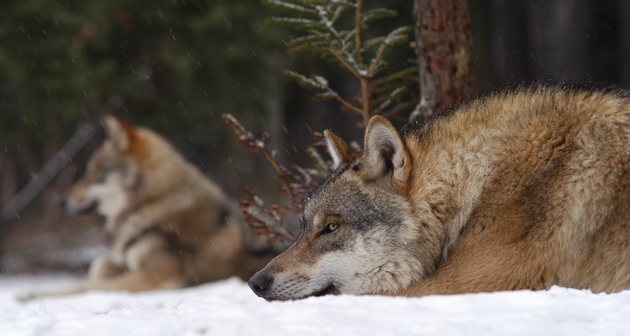 Grey wolves resting on snow