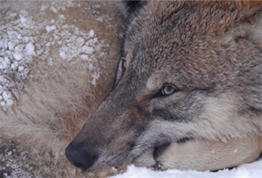 A close-up of wolf huddled against the cold