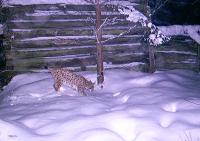 Lynx near old old settlement in the Javorníky Mts.
