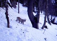 Lynx in the Javorniky Mts.