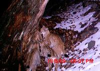 Female lynx with two kittens